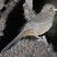 Canyon Towhee